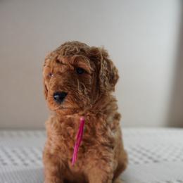 Maple - Apricot female Goldendoodle puppy in Galt, California from Foxi Goldendoodles