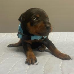 Ren - Black and tan male Miniature Pinscher puppy in Lancaster, Missouri from White Stone Ranch