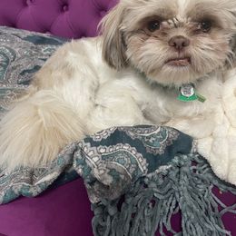 Shih Tzu All Grown Up from Season's Shih Tzus