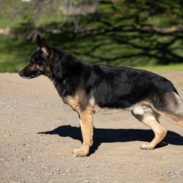 Merc - German Shepherd