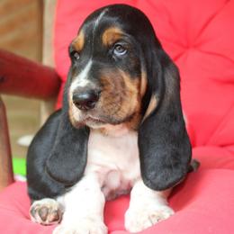 Ariat - Black tan and white male Basset Hound puppy in Missouri from Clevenger Farms