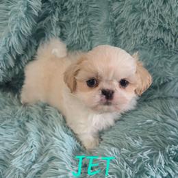 Jet - Gold and white male Shih Tzu puppy in Molino, Florida from First Passion Shih Tzus
