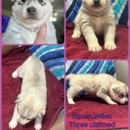 Grave - Gray and white female Siberian Husky puppy in Canton, Ohio from Bleu Skies Siberian Huskies