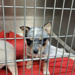 Bluebell - Blue female Australian Cattle Dog puppy in Colbert, Oklahoma from LoveAHeeler