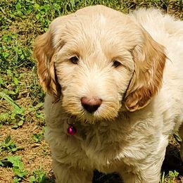 Bunny - Caramel cream Labradoodle puppy in Statesville, North Carolina from Labradoodles of the Foothills