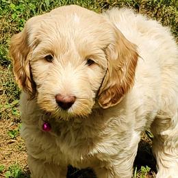 Bunny - Caramel cream Labradoodle puppy in Statesville, North Carolina from Labradoodles of the Foothills