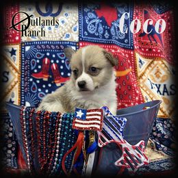 Alan - Red male Pembroke Welsh Corgi puppy in Anson, Texas from Outlands Ranch