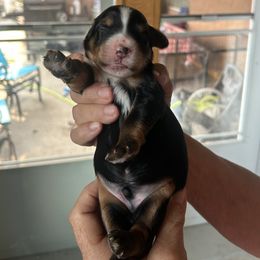 Whoodle, Max is 6 days old - Black male Whoodle puppy in Crawford, Colorado from Saddle Mountain Doodles