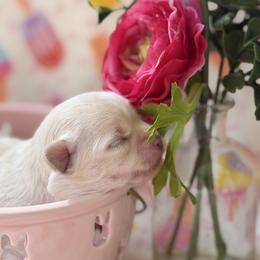 Teddy - Cream and white male Chihuahua puppy in Brooksville, Florida from Daystars Chihuahuas