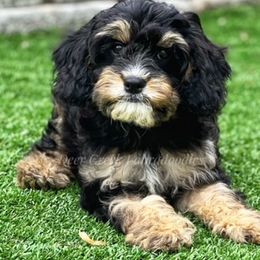 Australian Labradoodle, Cavapoo, and Goldendoodle Puppies from Deer Creek Labradoodles