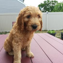 Goldendoodle Puppies from Lu Doodles