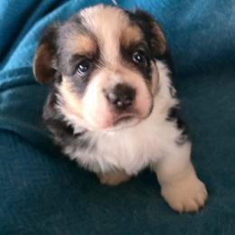 Umbriel - Black and white female Cardigan Welsh Corgi puppy in Larsen, Wisconsin from Pondside Kennels
