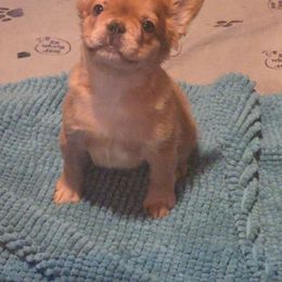 McChicken - Fawn female French Bulldog puppy in Asheville, North Carolina from MTO KENNELS