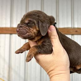 Woodrow - Liver and tan male Bloodhound puppy in Marvell, Arkansas from Hat Creek Kennel