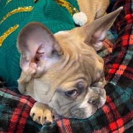 French Bulldogs from Stacey Spicuzza