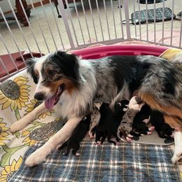 Australian Shepherd Puppies from LIT Aussies
