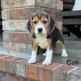 Calli - Black tan and white female Beagle puppy in Mansfield, Missouri from Rippee Creek Kennel