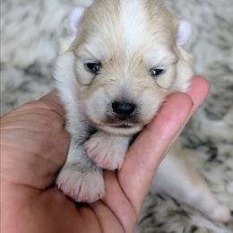 Daisy-2300 - White female Pomsky puppy in Spring Hill, Florida from www.PuppyTimeEmporium.com