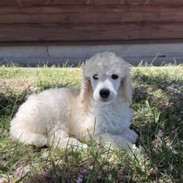 Max - Cream male Poodle puppy in Rocklin, California from Brienwood Poodles