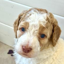 Sequoia - Parti female Goldendoodle puppy in Stockton, California from Port City Doodles