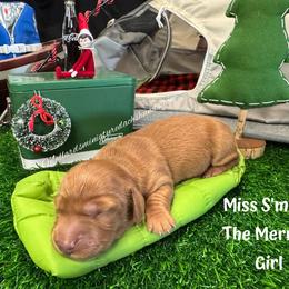 Miss S'more the merrier - Red female Dachshund puppy in Montevallo, Alabama from Mallard's Miniature Dachshunds