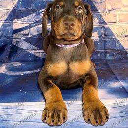 Purple Collar - Red and rust female Doberman Pinscher puppy in Louisville, Kentucky from Ruiz Dobermans