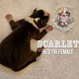 Scarlet - Red tri-color female Miniature American Shepherd puppy in Ferndale, California from Lost Coast Aussies