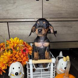 Rico - Black and tan male Dachshund puppy in Los Angeles, California from Mini Doxies R Us
