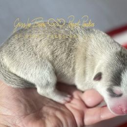 Miss Independence - Blue female Pomsky puppy in Bay City, Michigan from GrizzLee Bears Perfect Pomskies