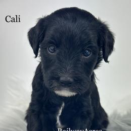 Cali - Black female Goldendoodle puppy in Milford, Indiana from Railway Acres Kennel