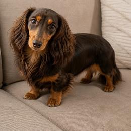 Ellie - Dachshund