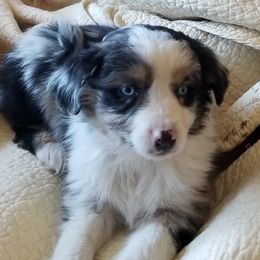 Australian Shepherds from SILVERSAGE