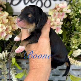 Boone - Phantom male Pyredoodle puppy in Bowling Green, Ohio from FDF Pyredoodles & Bernedoodles