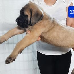 AKC PUP 202 - Fawn male Mastiff puppy in Ava, Missouri from Ozark Mountain Mastiffs