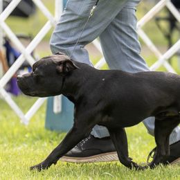 Beagles and Staffordshire Bull Terriers from Thor’s Beagles & Maha’s Staffy