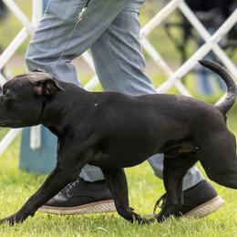 Beagles and Staffordshire Bull Terriers from Thor’s Beagles & Maha’s Staffy
