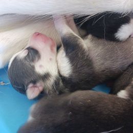 Siberian Husky puppies from Ryan Guyer