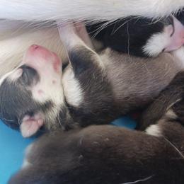 Siberian Husky puppies from Ryan Guyer