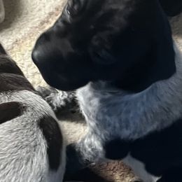 Boy 2 - Black roan German Shorthaired Pointer puppy in Waller, Washington from MLC Kennel