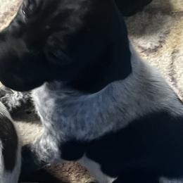 Boy 2 - Black roan German Shorthaired Pointer puppy in Waller, Washington from MLC Kennel