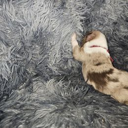Maroon - Red tri-color female Miniature American Shepherd puppy in Griswold, Connecticut from Flatrock's Mini American Shepherd's
