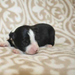 Shamrock - Black tri male Toy Australian Shepherd puppy in Licking, Missouri from Burnett Aussies