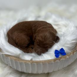 Meli's Blue Female - Apricot female Goldendoodle puppy in Great Falls, Montana from Montana Goldendoodles