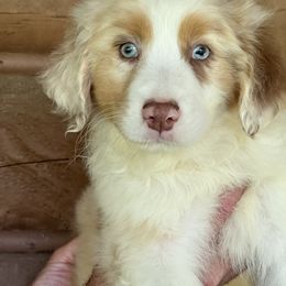 Australian Shepherd Puppies from Haven Farms Australian Shepherds