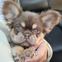 French Bulldog puppies from Brewer's Doodles and French Bulldogs