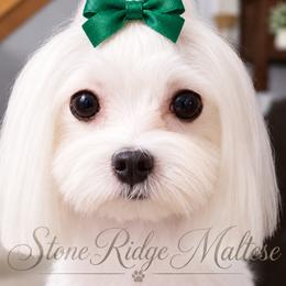 Luna - Maltese