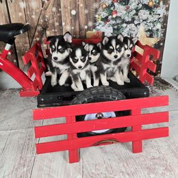 Pomsky and Pug Puppies from Peace Road Puppies