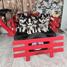 Pomsky and Pug Puppies from Peace Road Puppies