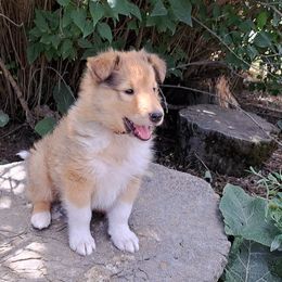 Red - Sable male Collie puppy in Kalispell, Montana from Boorman Mountain Kennel