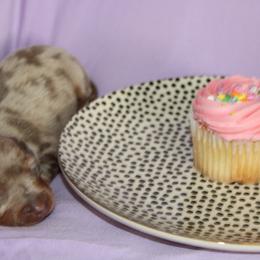 Girl 3 - Dapple female Dachshund puppy in Staley, North Carolina from Langley Farms Dachshunds